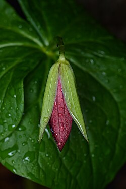 Red Trillium (Trillium erectum)