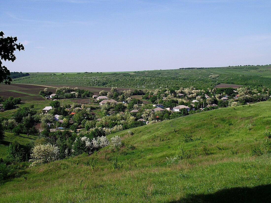 Mincenii de Jos, Rezina