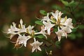 White Rhododendrons