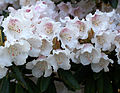 Rhododendron wardii var. puralbum