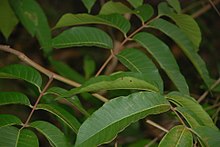 Rhus striata (Toxicodendron striatum) .JPG