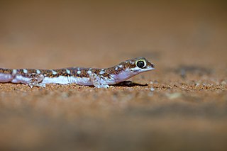 <span class="mw-page-title-main">Border beaked gecko</span> Species of lizard