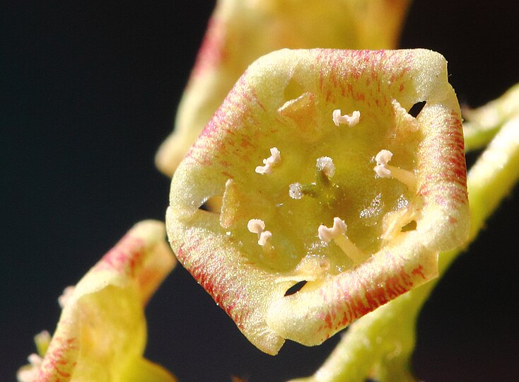 Close-up of blossom