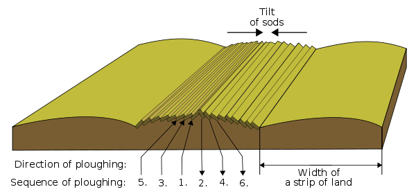 This drawing explains the origin of ridge and furrow patterns.