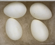 De dofwitte eieren