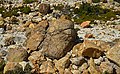 * Nomination Rocks and vegetation near the Stefanos crater. Nisyros, Greece --Ввласенко 06:45, 24 January 2022 (UTC) * Promotion  Support Good quality. --Ermell 09:06, 24 January 2022 (UTC)