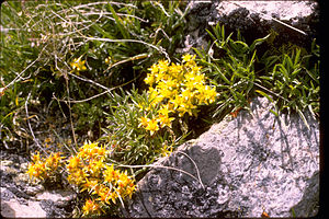 Rocky Mountain National Park ROMO9112.jpg