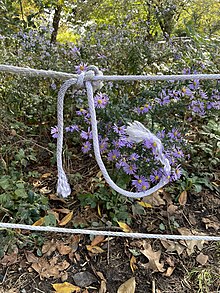 A visual of twisted yarn Rope on flowers.jpg