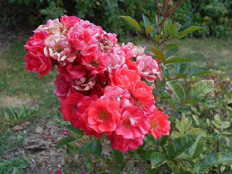 File:Rosa Eleanor 2018-07-10 5889.jpg