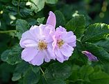 Rosa 'Betty Bland' (Rosaceae) Rose