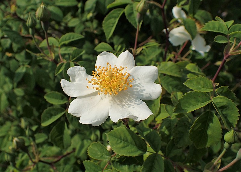 File:Rosa arvensis kz02.jpg