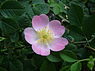 Hondsroos (Rosa canina)