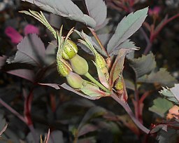 Rosa glauca 2016-05-31 1436