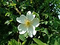 Rosa spinosissima var. pseudo-mathonneti