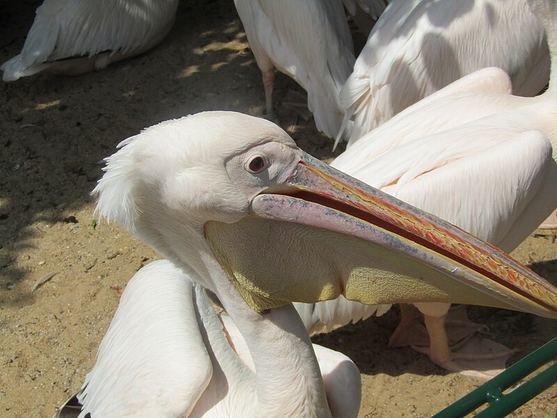 File:Rosapelikan (Zoo Dresden) (2).jpg