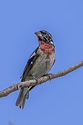 Pheucticus ludovicianus (Rose-breasted grosbeak) immature male