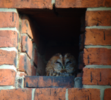 Tawny Owl kaupungissa