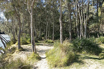 Sclerophyll woodland, Sydney