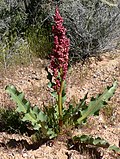 Miniatura para Rumex hymenosepalus