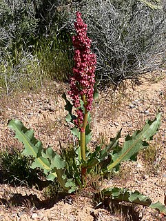 <i>Rumex hymenosepalus</i> Species of flowering plant in knotweed family