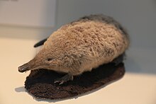 Desman russo (Desmana moschata), Museu de História Natural, Londres, Mammals Gallery.JPG