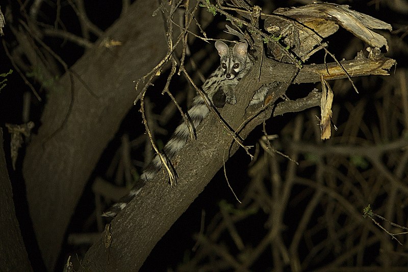 File:Rusty-spotted genet, Genetta maculata, taken at about 8-00 PM at night at Mapungubwe National Park in December, 2021. - 51809992345.jpg