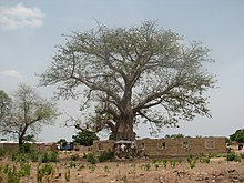 Welcome sign. The white calico cloth indicates its spiritual significance. Salaga Slave Tree - panoramio.jpg