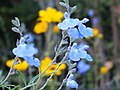 Salvia azurea Blue sage サルビア・アズレア 丹波並木道公園 DSCF0795.JPG