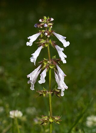 <i>Salvia lyrata</i> Perennial herb in the family Lamiaceae