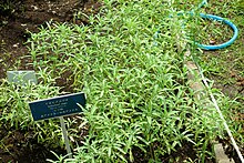 Salvia reflexa - Urban Greening Botanical Garden - Kiba Park - Koto, Tokyo, Japan - DSC05384.jpg