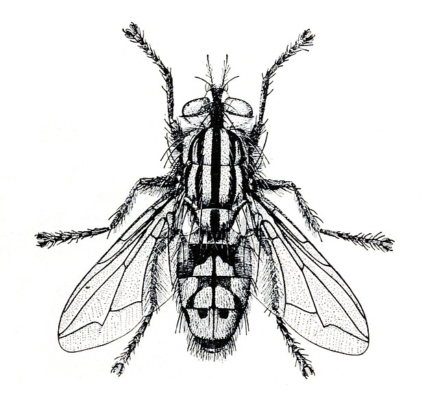 File:Sarcophaga haemorrhoidalis m.jpg