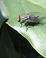 Sarcophaga sp. (Flesh fly)