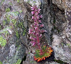 Saxifraga florulenta1.jpg