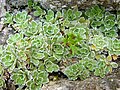 Saxifraga paniculata (Picos de Europa)