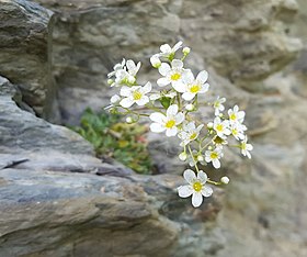 "flowers on a rock face"