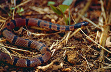 Schach's Ground Snake (Atractus schach) (10405784663).jpg