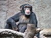Schimpanse zoo-leipig.jpg