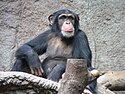 Schimpanse Zoo Leipzig.jpg