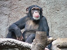 Paprastoji šimpanzė (Pan troglodytes)
