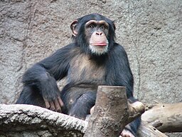 Schimpanse Zoo Leipzig