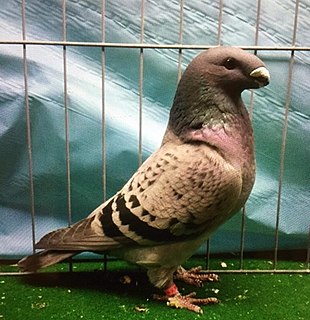 American Show Racer pigeon breed