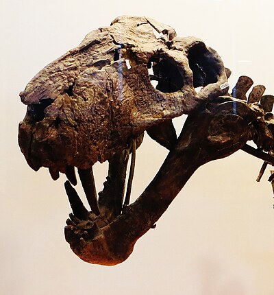 Scymnognathus parringtoni skull.JPG