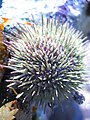 Sea urchins are deuterostomes.