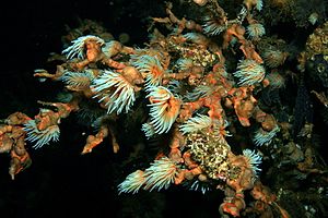 Arrecife De Coral: Formación, Tipos de arrecife de coral, Zonas