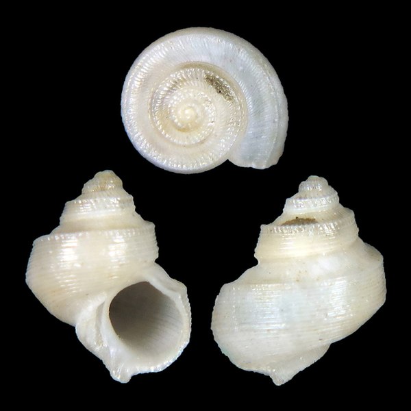 File:Seashell Lophocochlias escondidus.jpg