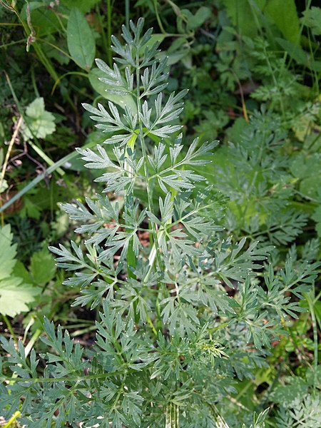 File:Selinum carvifolia sl7.jpg