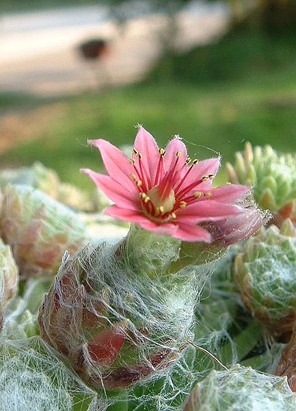 433px-Sempervivum_arachnoideum1.jpg