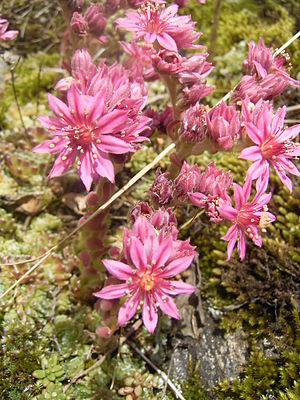 Cobweb houseleek (Sempervivum arachnoideum)