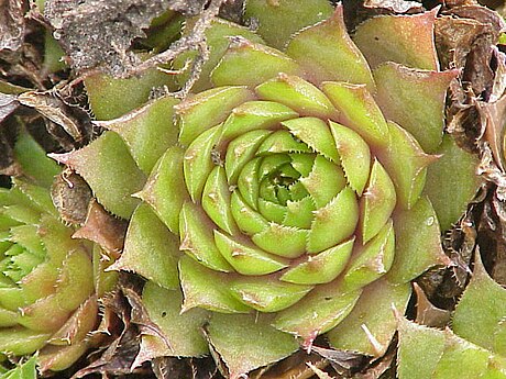 Plante succulente