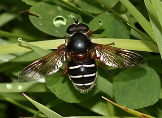 <i>Sericomyia lappona</i> Species of fly